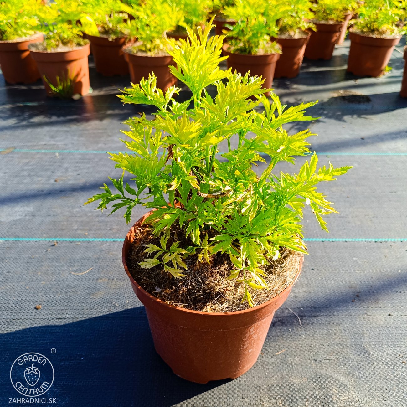 Obrázok Baza čierna (Sambucus Nigra) ´GOLDEN TOWER´® - výška 20-30 cm, kont. C2L